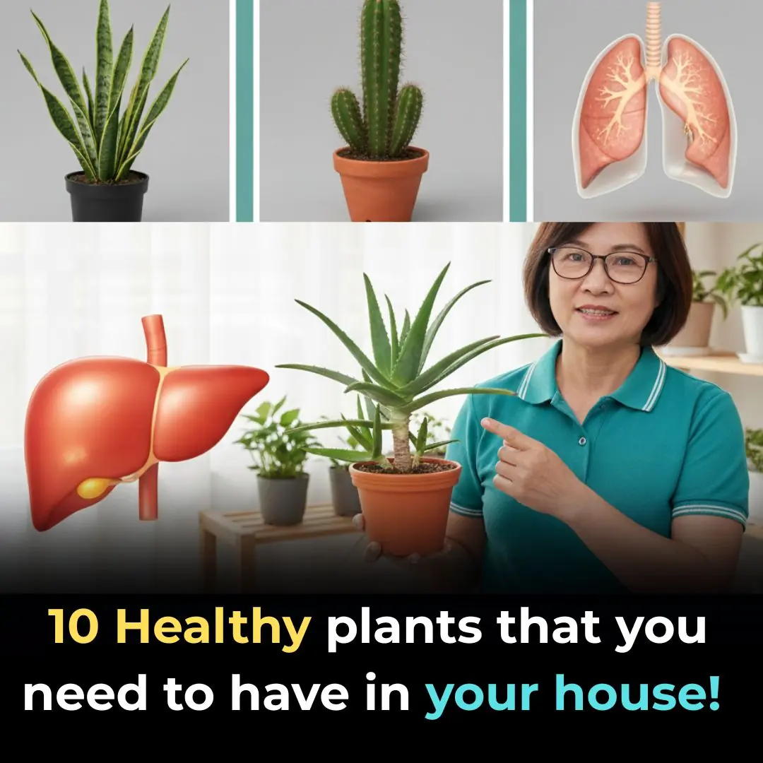 🌿 10 Healthy Plants That You Need to Have in Your House!
