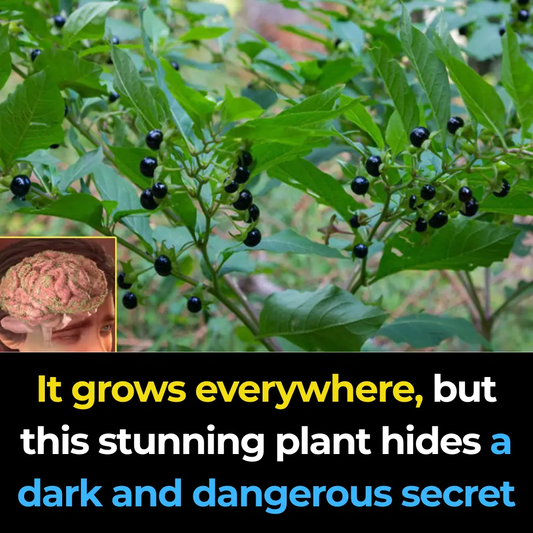 Deadly Nightshade (Atropa belladonna): The Dangerous Beauty