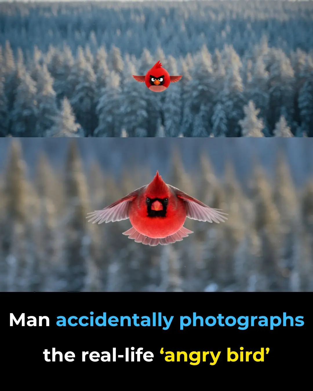 Man Accidentally Photographs The Real-Life ‘Angry Bird’