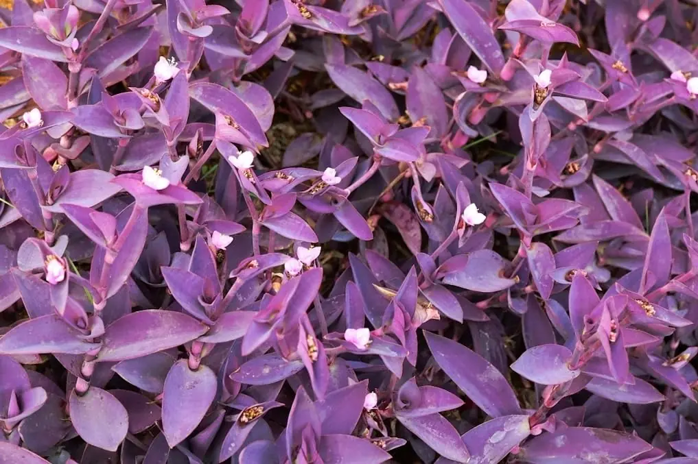 The Purple Maguey Plant — Benefits and Traditional Uses