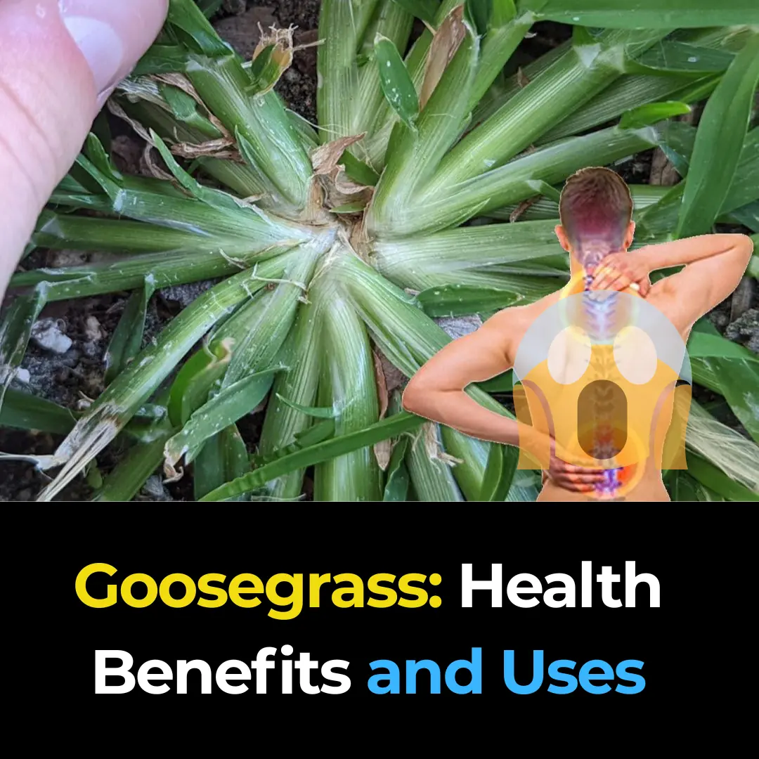 Goosegrass: Health Benefits and Uses
