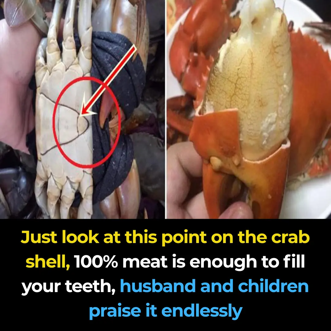 Just by looking at the spot on the crab's shell, 100% of the meat is packed to the brim, with my husband and children praising it non-stop.