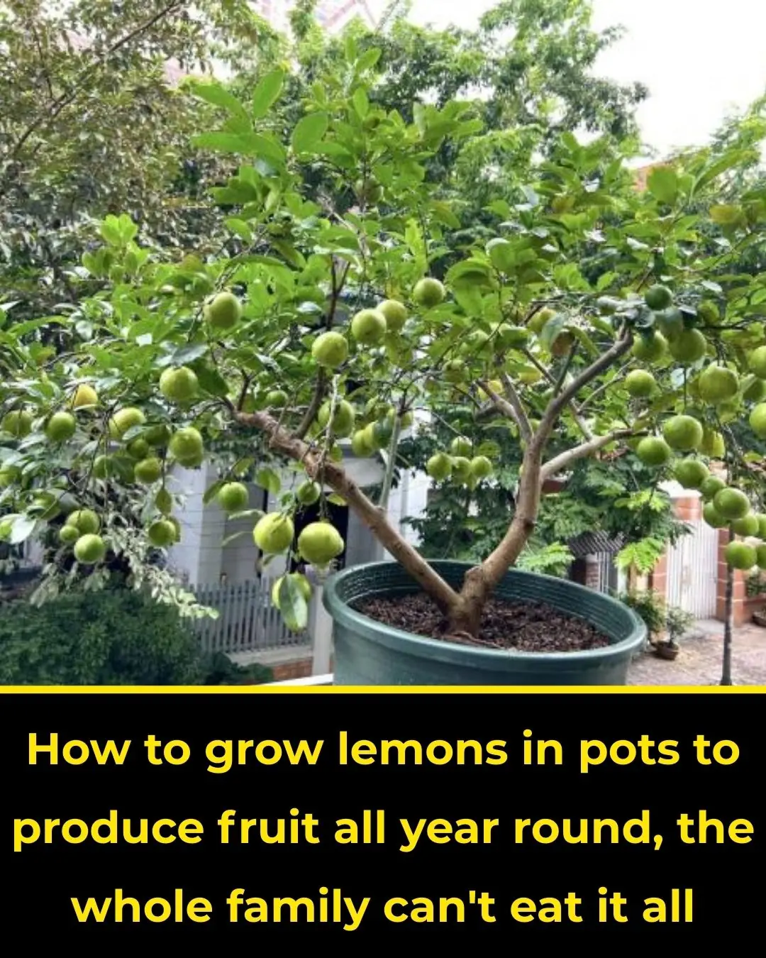 How to grow lemons in pots to produce fruit all year round, the whole family can't eat it all