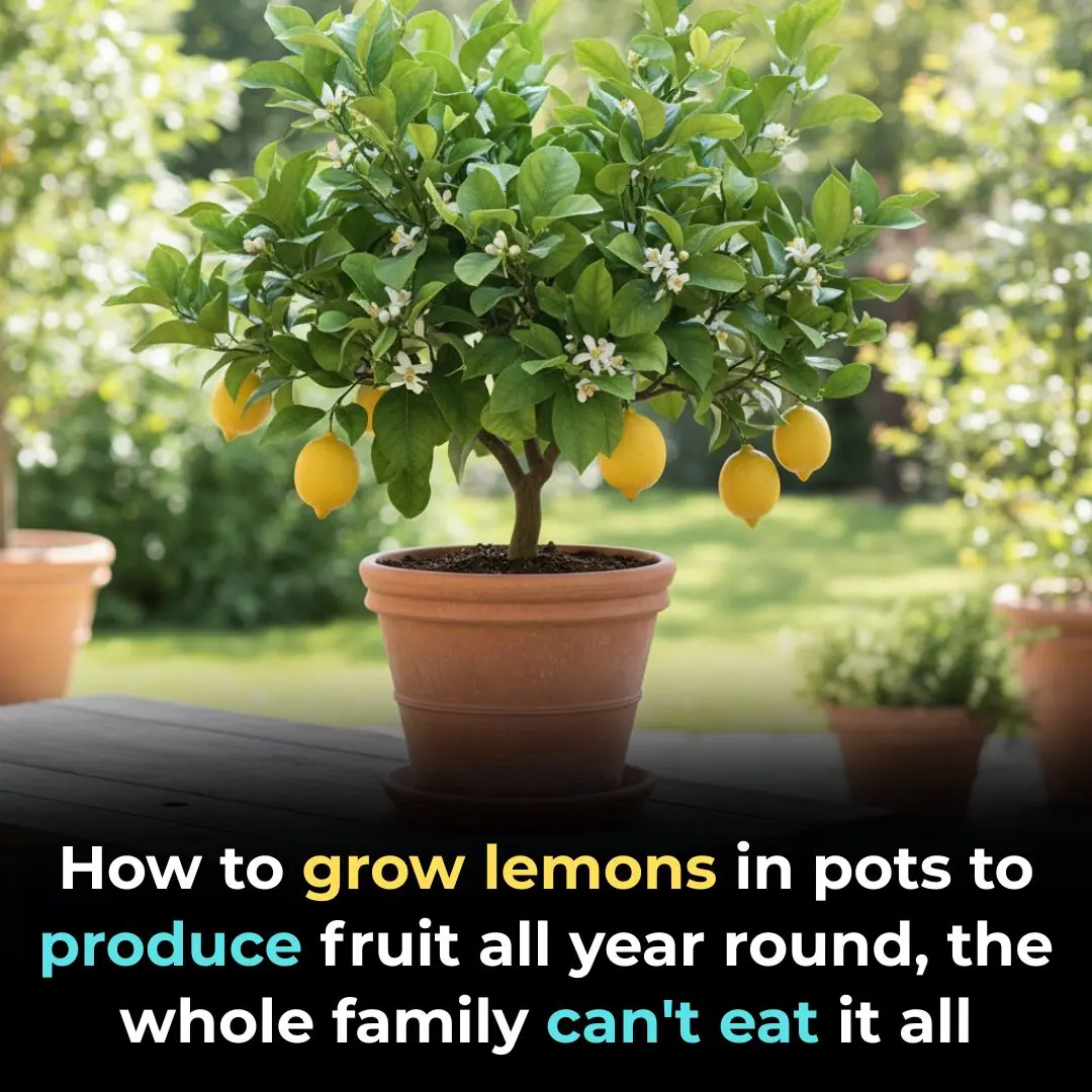 How to grow lemons in pots to produce fruit all year round, the whole family can't eat it all
