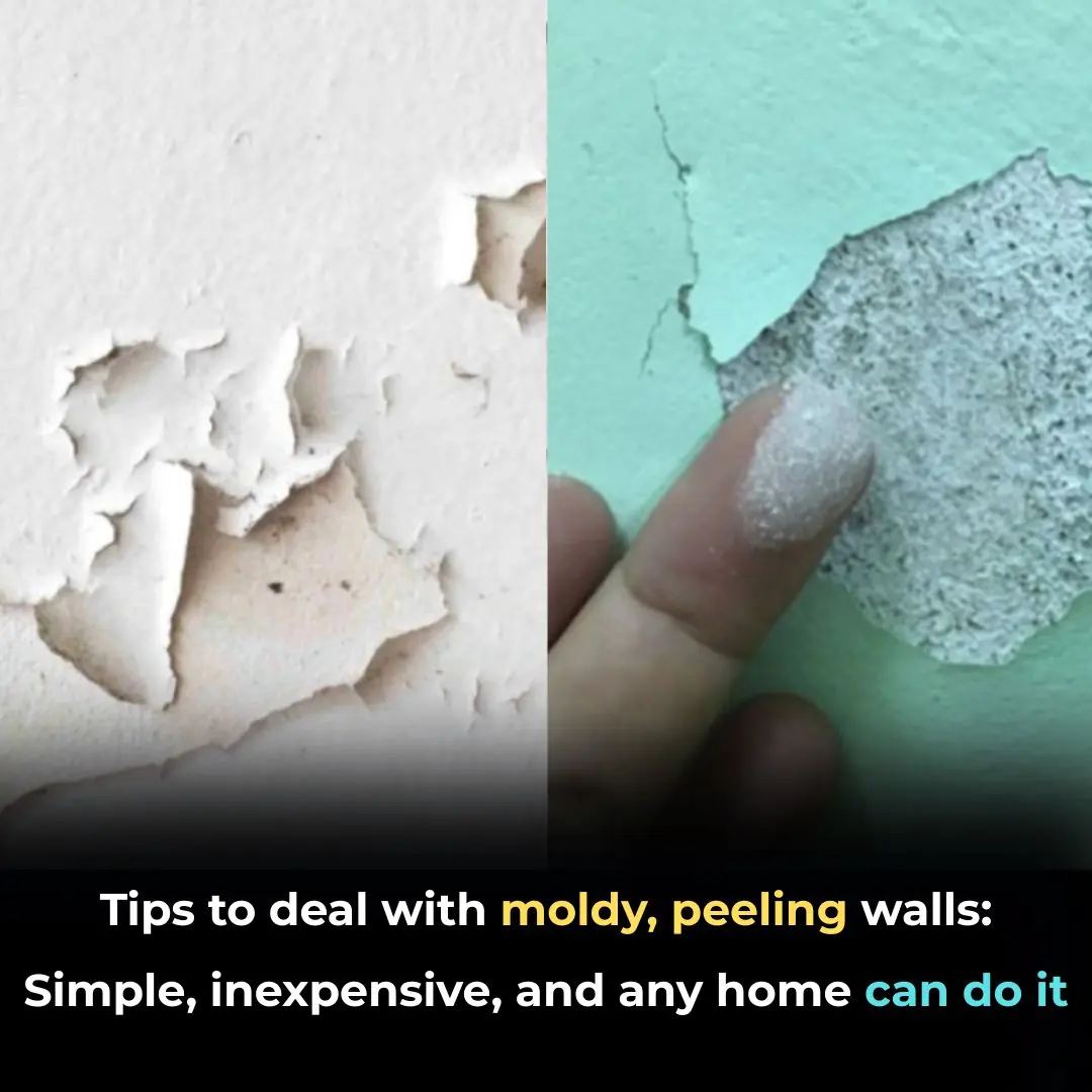 Tips to deal with moldy, peeling walls: Simple, inexpensive, and any home can do it