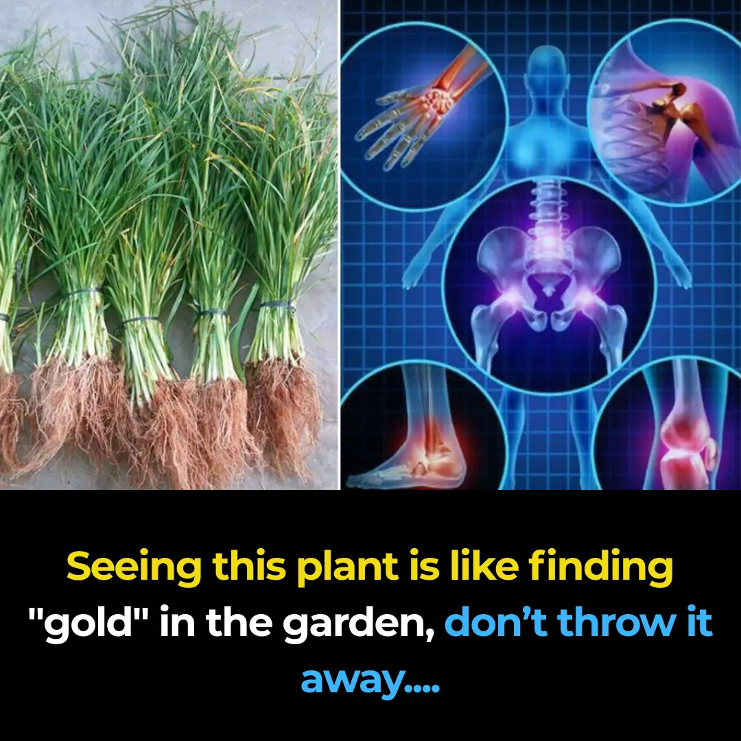 Goosegrass: Health Benefits and Uses