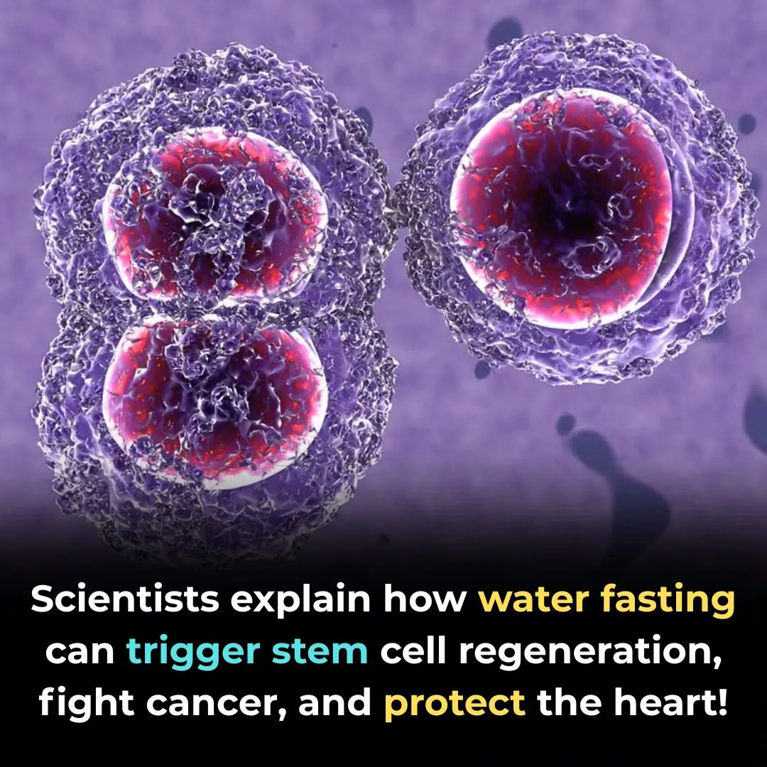 How Water Fasting Can Regenerate the Immune System, Slow Aging, Reduce Heart Attack Risk and More