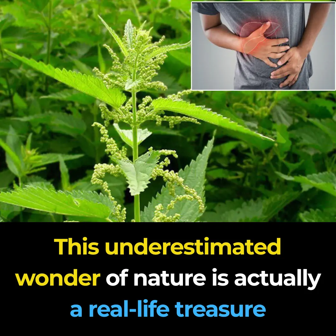 7 Nettle benefits and uses