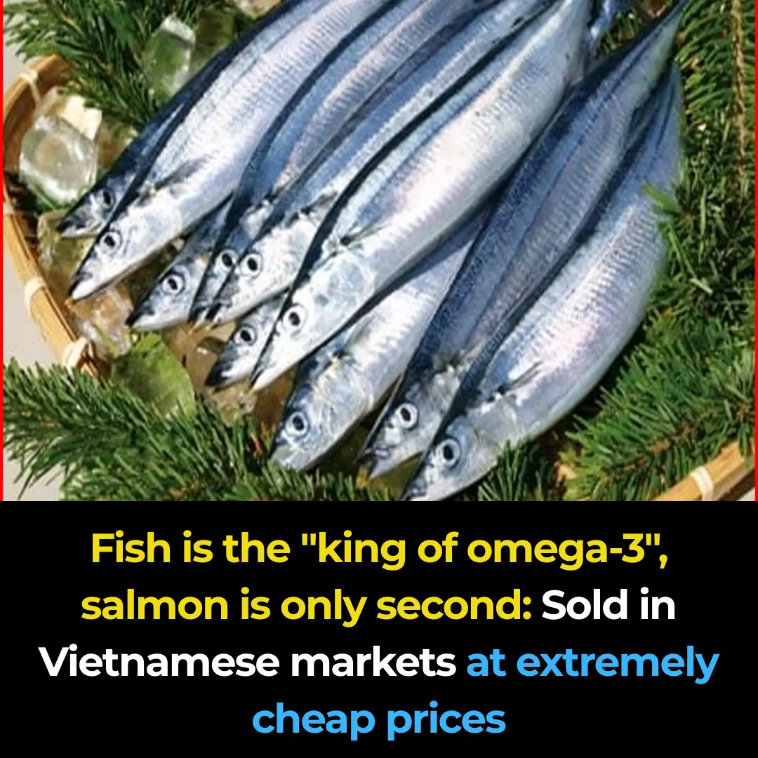 The fish that is the "king of omega-3," with salmon only ranking second: Sold everywhere in Vietnamese markets at incredibly low prices.