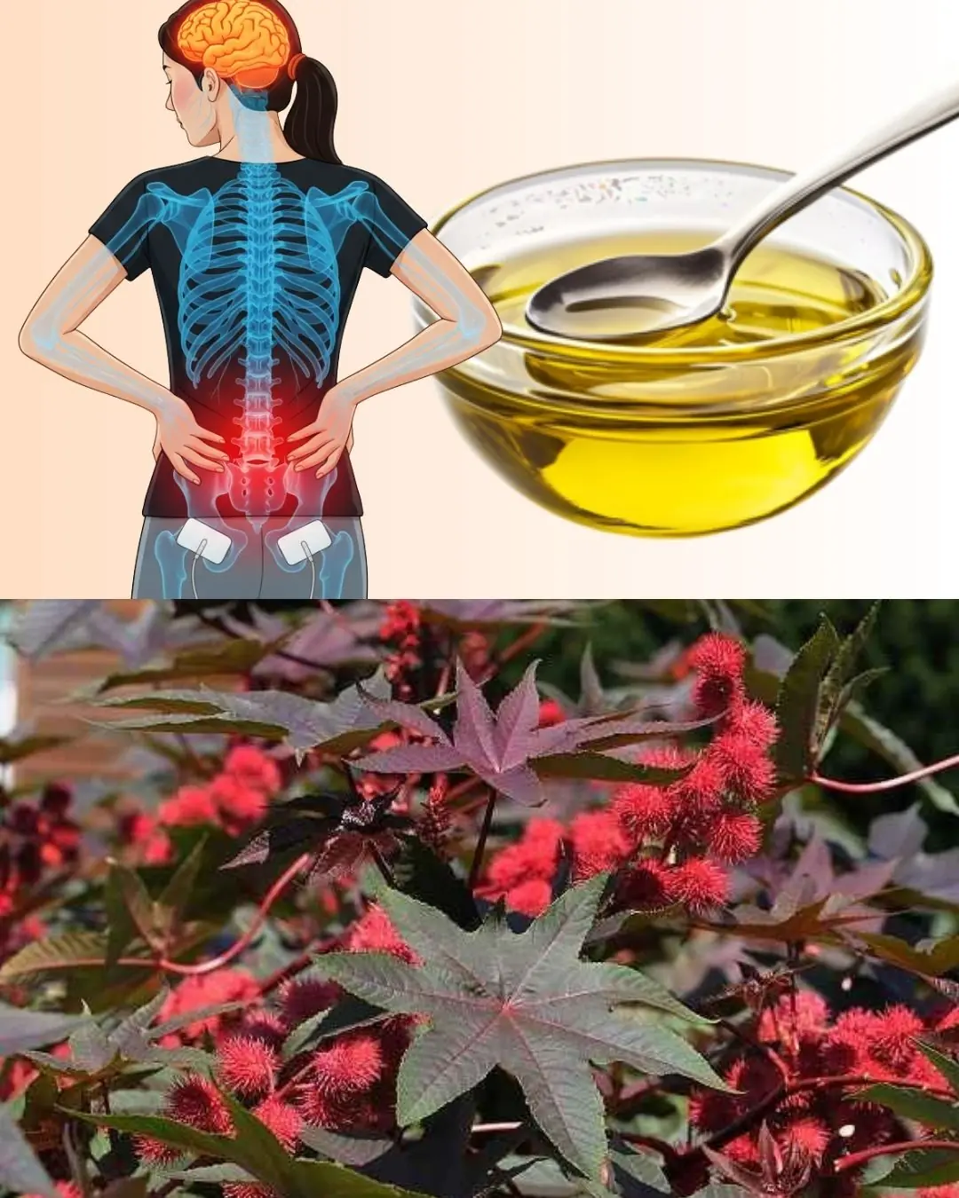 🌿 Discover the Hidden Gold in Your Garden: The Amazing Power of Castor Leaves