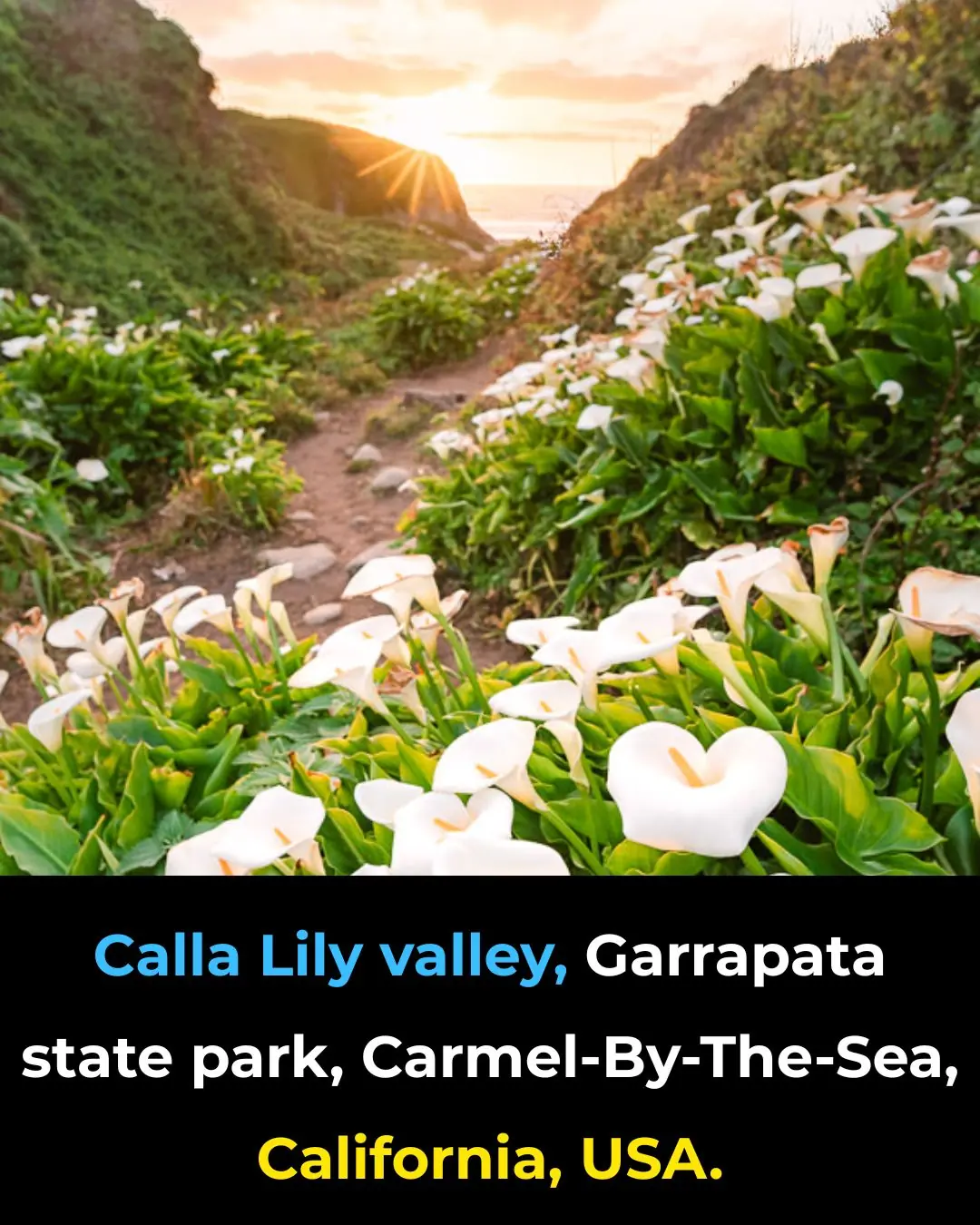 Calla Lily Valley Near Big Sur, California