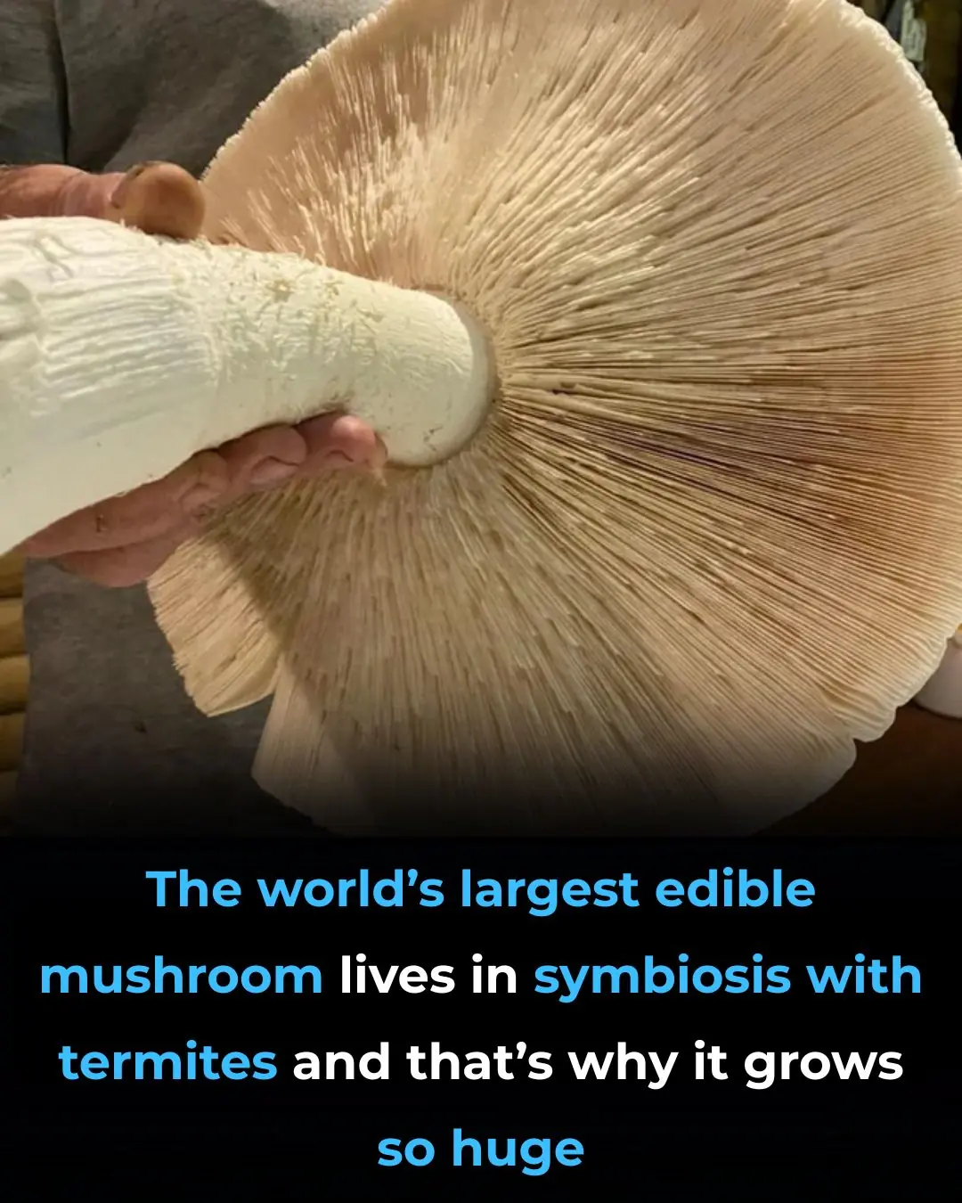 The World’s Largest Edible Mushroom Lives in Symbiosis with Termites and That’s Why It Grows So Huge