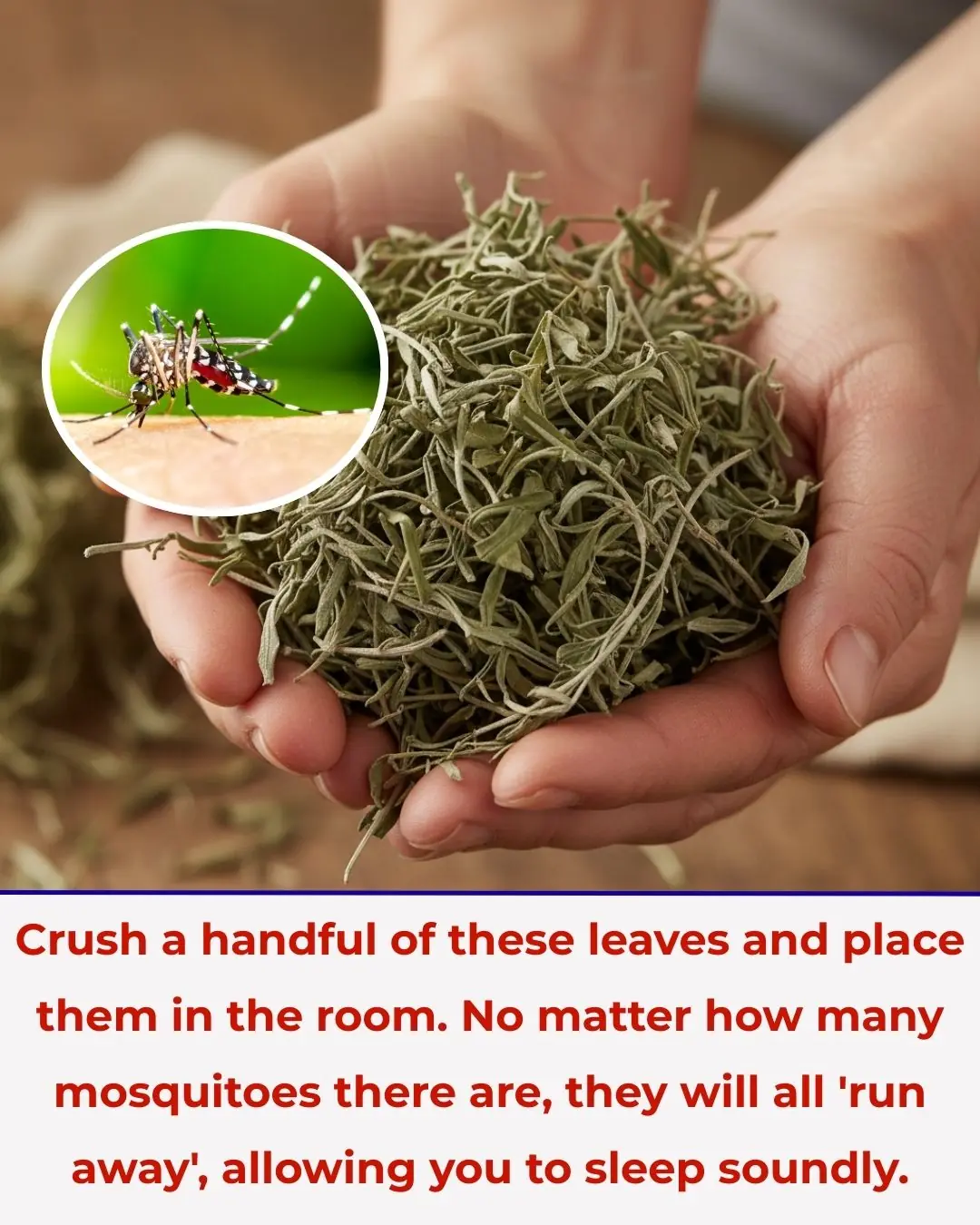 Crush a handful of these leaves and place them in the room. No matter how many mosquitoes there are, they will all 'run away', allowing you to sleep soundly.