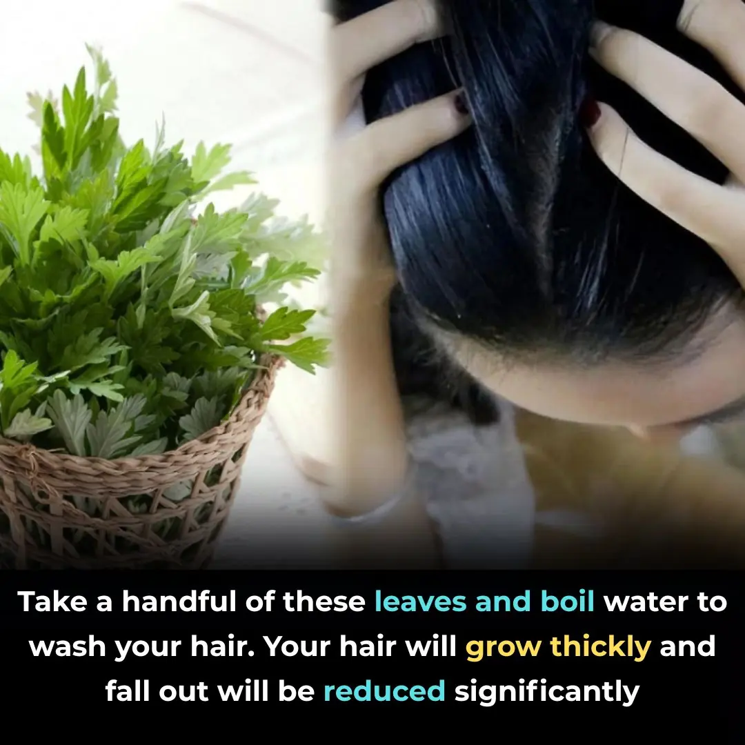 🌿 Wash Your Hair with This Herb and Watch Baby Hairs Grow Back Fast — Say Goodbye to Hair Fall