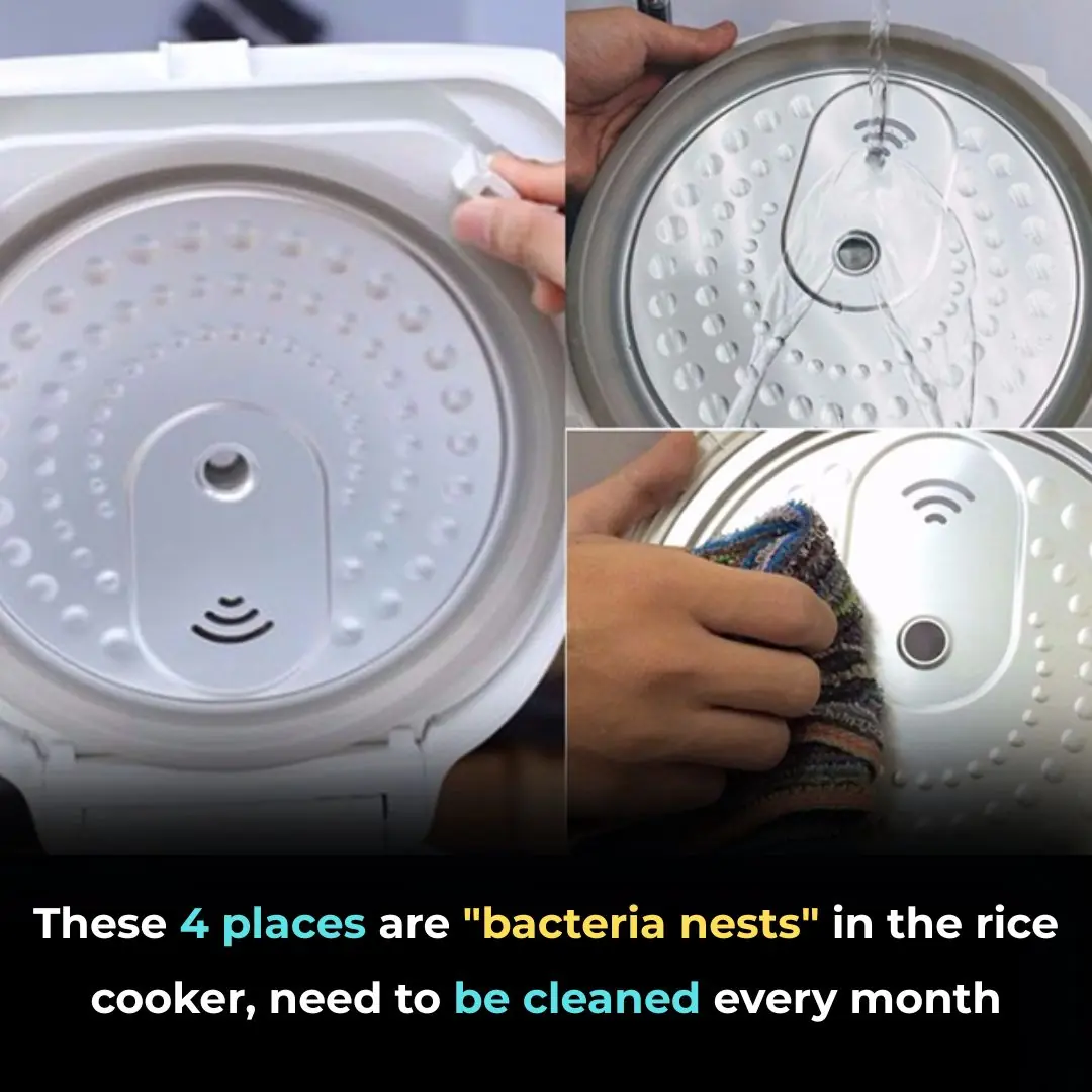 These 4 places are "bacteria nests" in the rice cooker, need to be cleaned every month