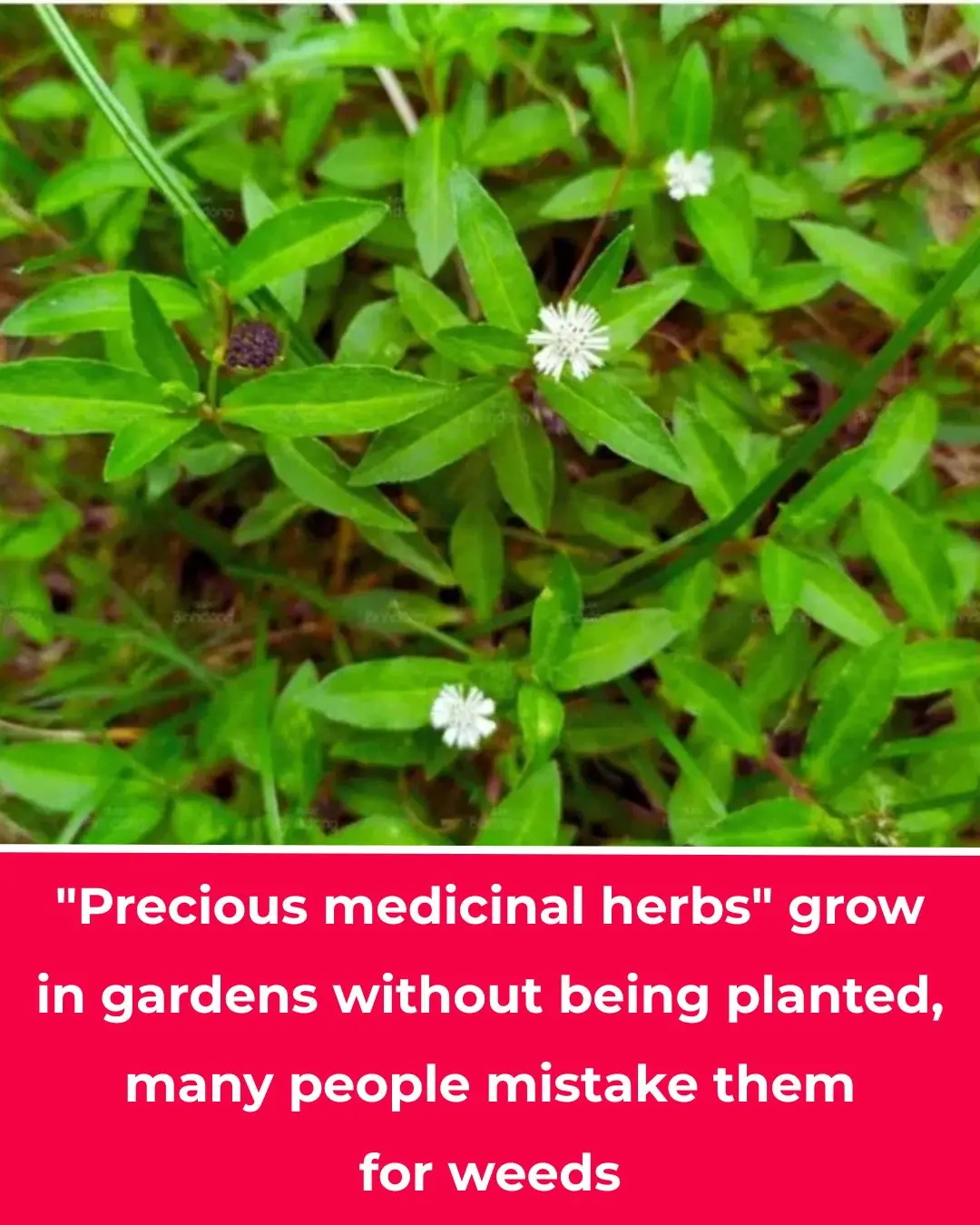 "Precious medicinal herbs" grow in gardens without being planted, many people mistake them for weeds