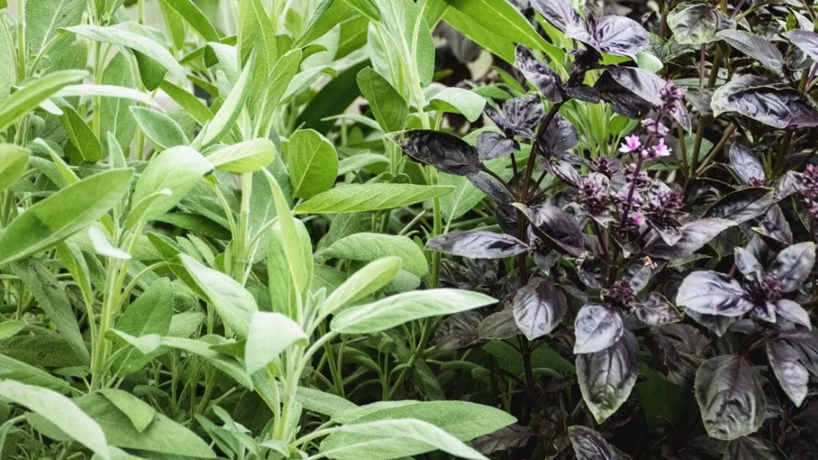 All You Can Do with Just One Sage Plant: Grandma’s Timeless Uses