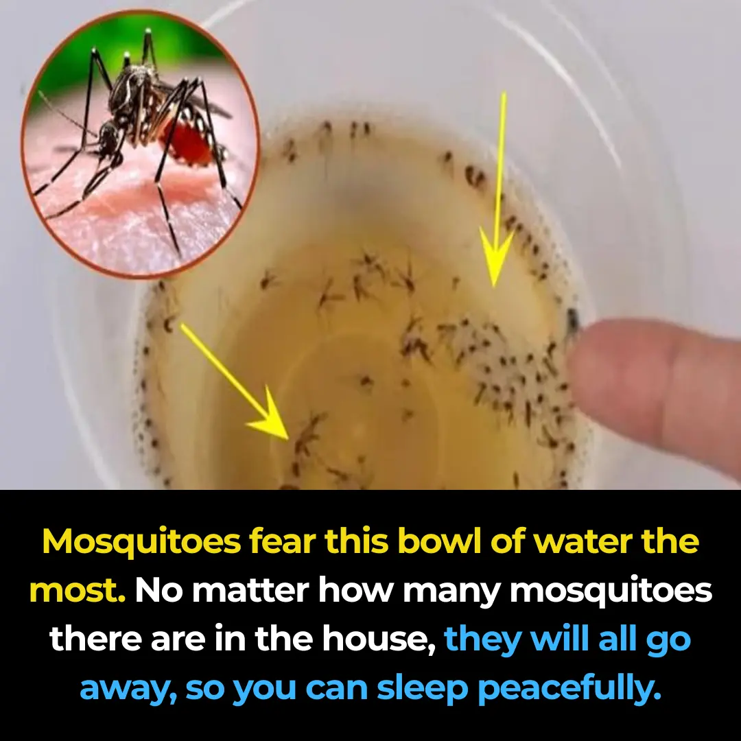 Mosquitoes fear this bowl of water the most—place it in your home and no matter how many mosquitoes there are, they’ll all disappear, letting you sleep peacefully