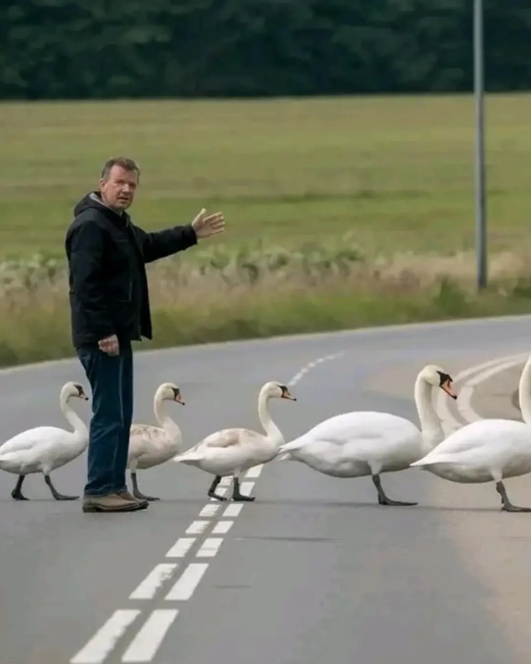 The Man Who Became a Swan Shepherd.