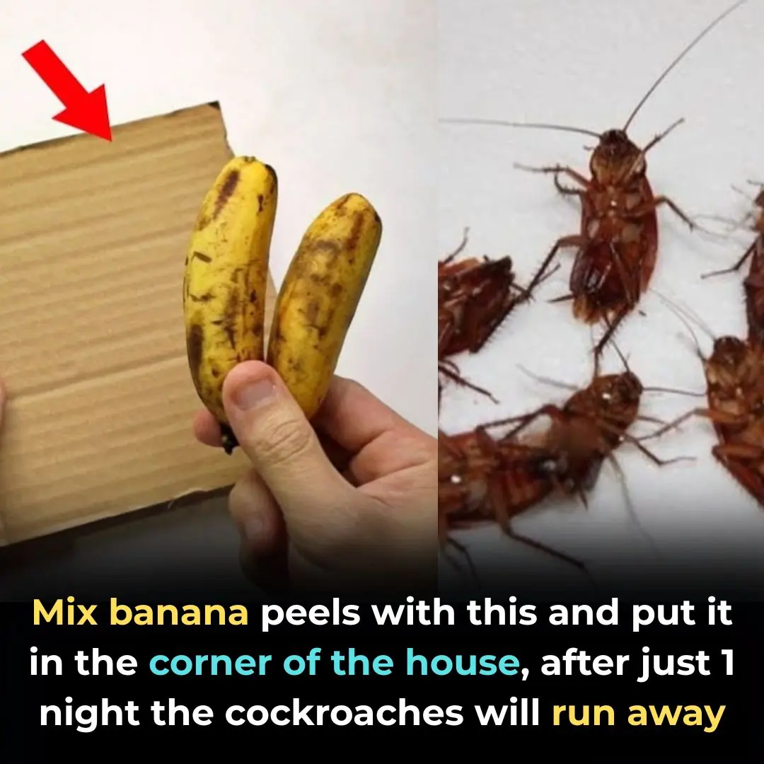 Mix Banana Peels with This and Place in a Corner – Cockroaches Will ...