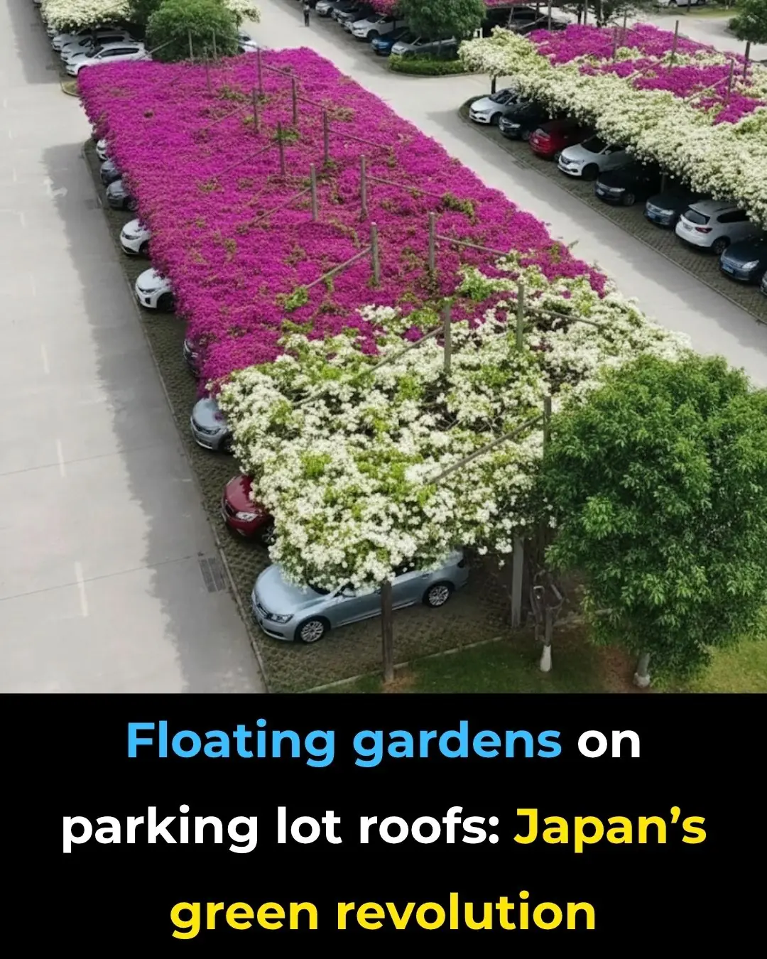 Floating Gardens on Parking Lot Roofs: Japan’s Green Revolution
