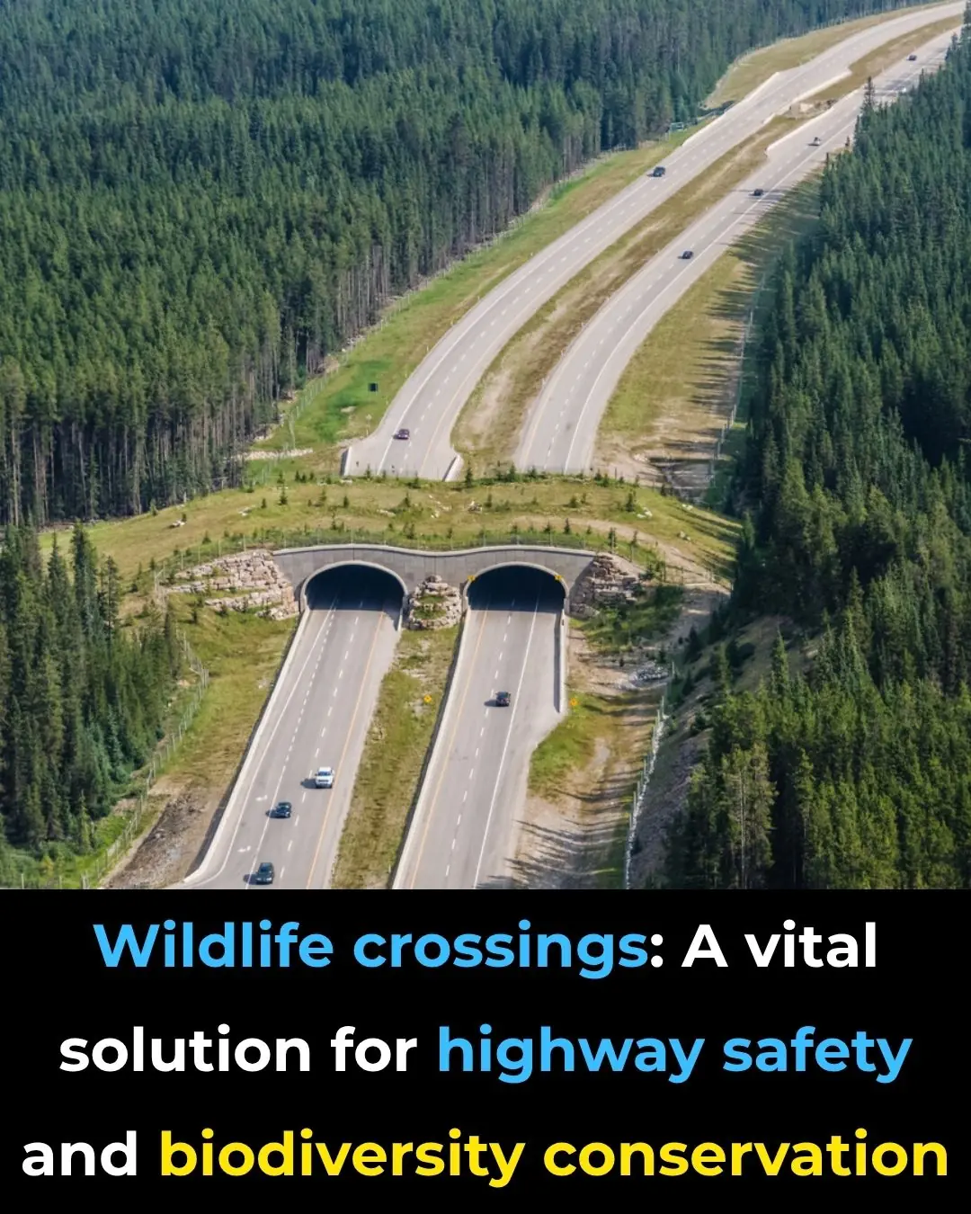 Wildlife Crossings: A Vital Solution for Highway Safety and Biodiversity Conservation