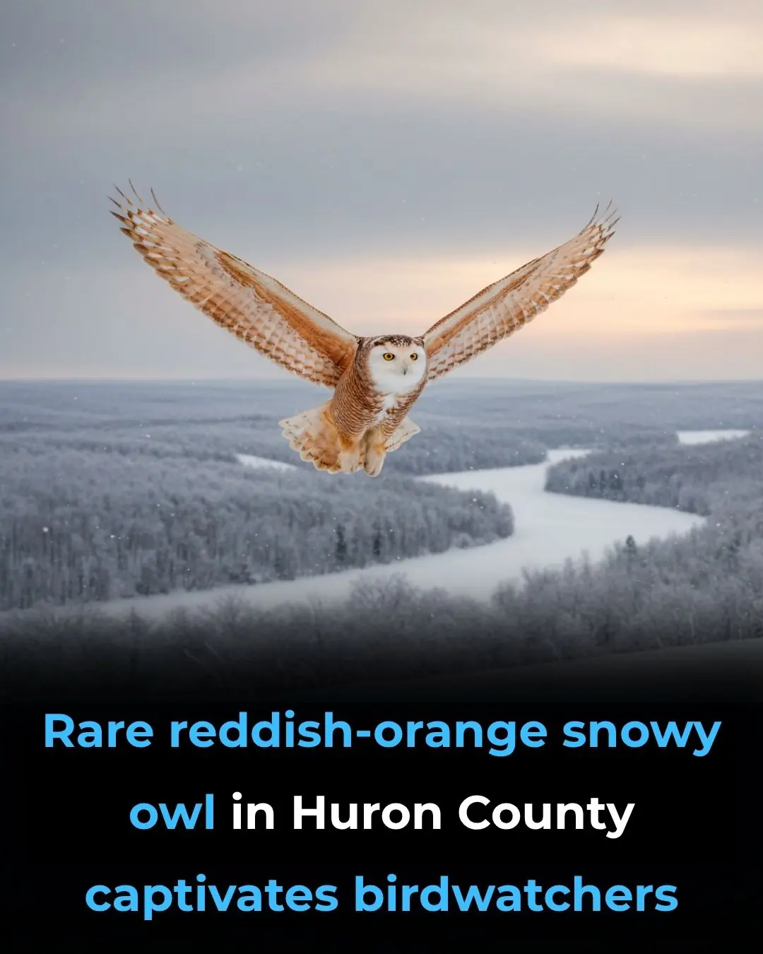 Rare reddish-orange snowy owl in Huron County captivates birdwatchers