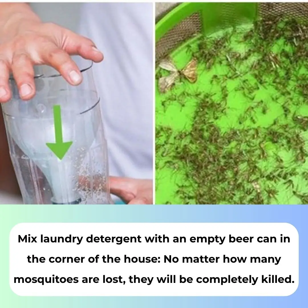 Mix laundry detergent with an empty beer can in the corner of the house: No matter how many mosquitoes are lost, they will be completely killed.
