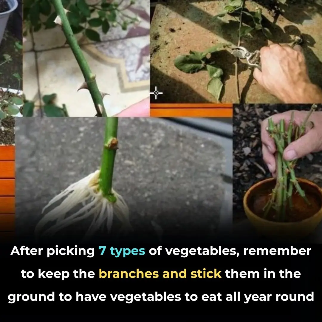 After picking 7 types of vegetables, remember to keep the branches and stick them in the ground to have vegetables to eat all year round
