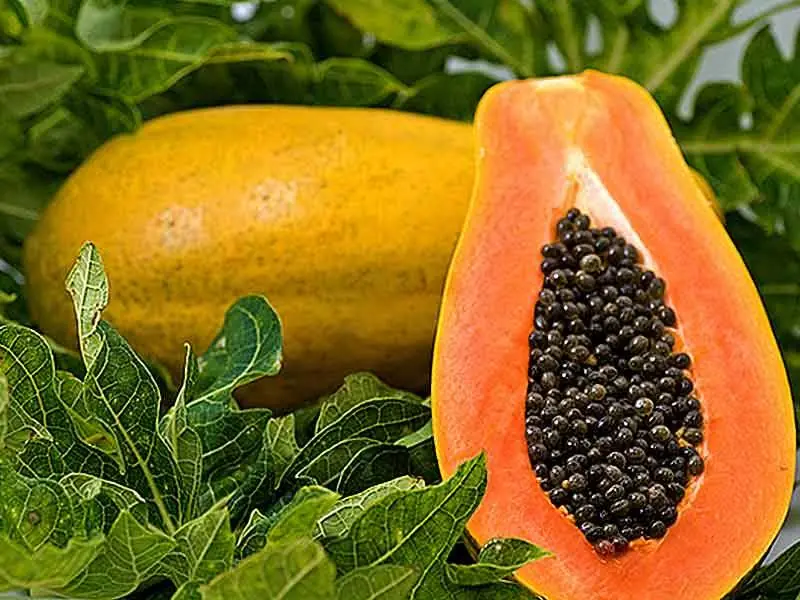 Scientifically Proven Health Benefits of Papaya (Fruit) and Uses for the Seeds