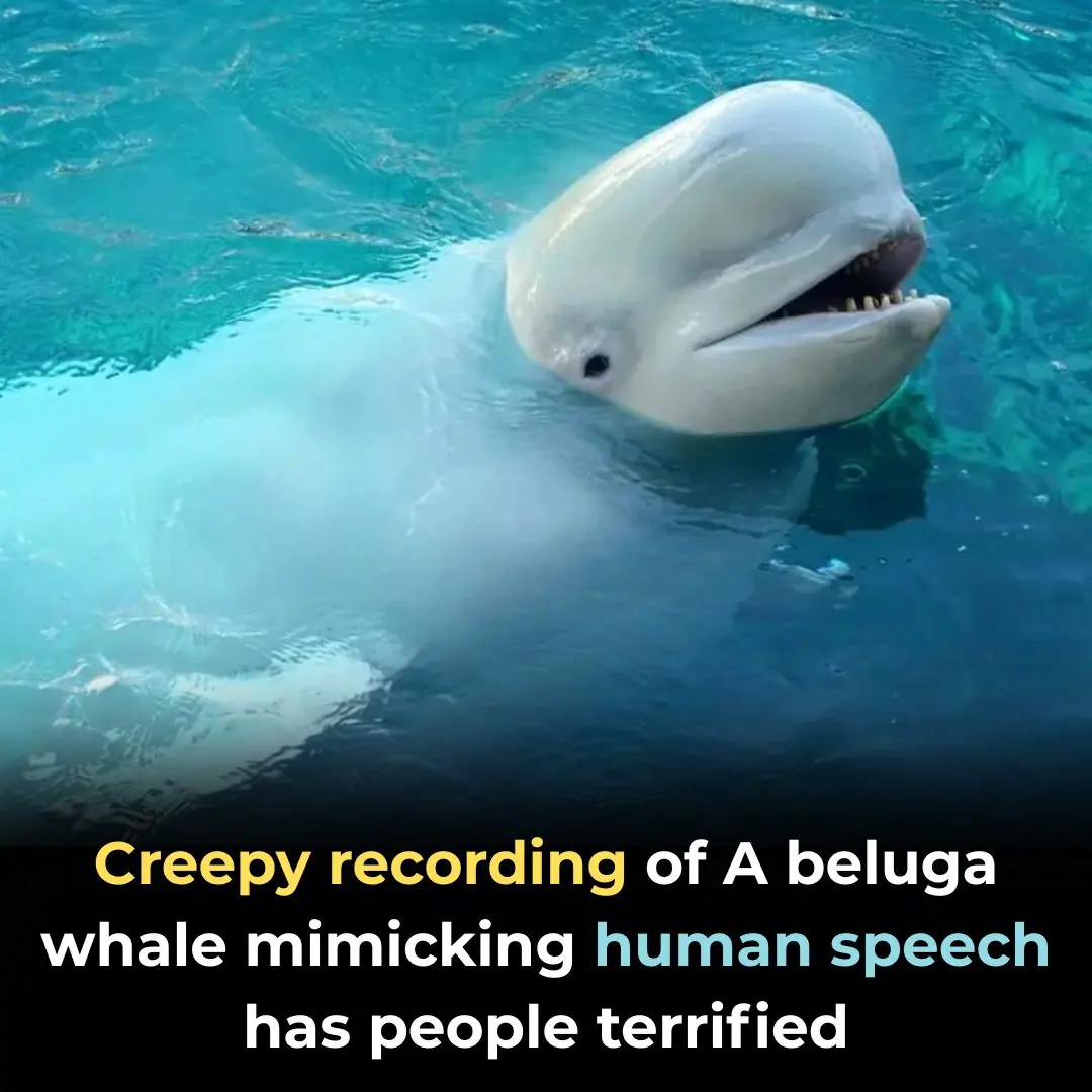 Beluga Whale Imitates Human Speech in Eerie Recording
