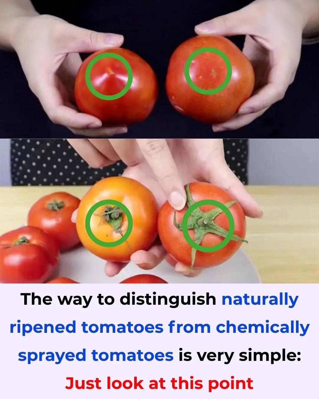 The way to distinguish naturally ripened tomatoes from chemically sprayed tomatoes is very simple: Just look at this point