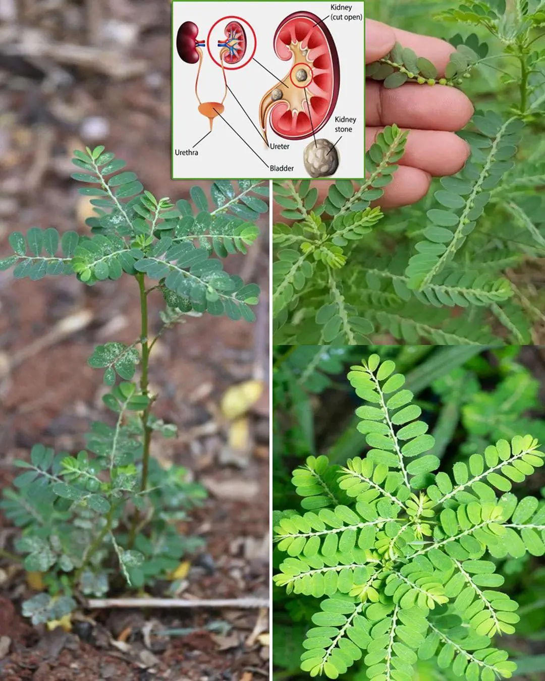 Chanca Piedra (Stonebreaker): Benefits and Uses