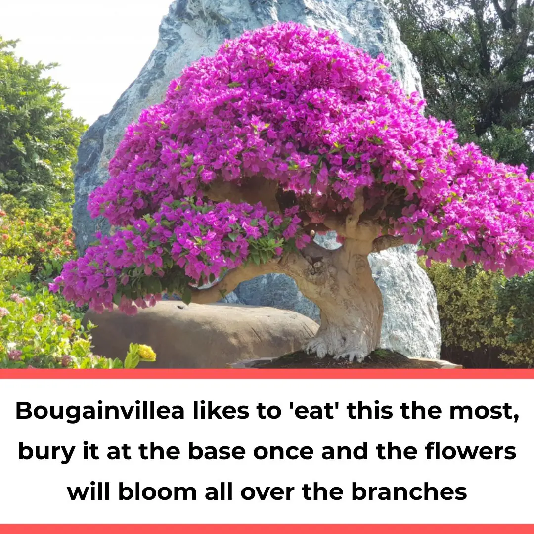 Bougainvillea likes to 'eat' this the most, bury it at the base once and the flowers will bloom all over the branches