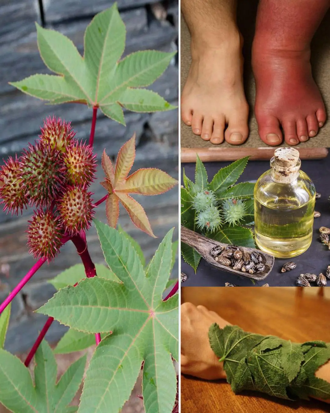 Some of the Benefits of Castor Leaves and the Seed