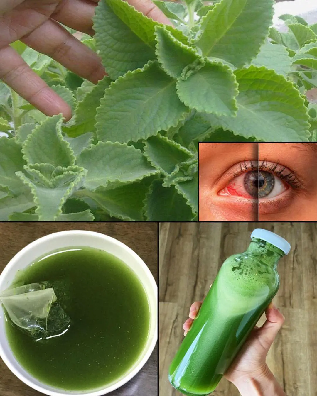 Oregano: The Golden Herb for Eye Health