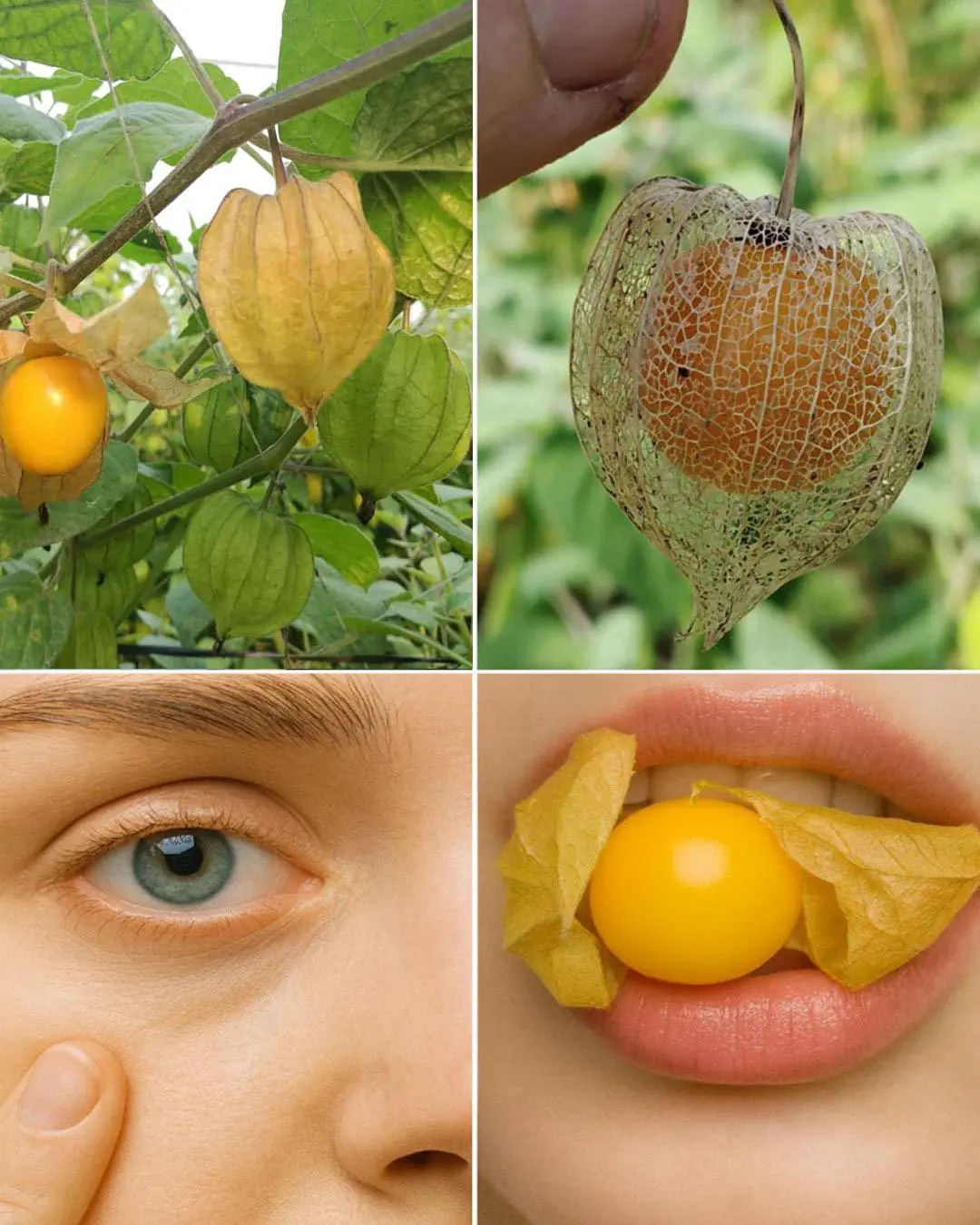 Goldenberries (Physalis peruviana): A Nutrient-Packed Powerhouse for Health and Vision