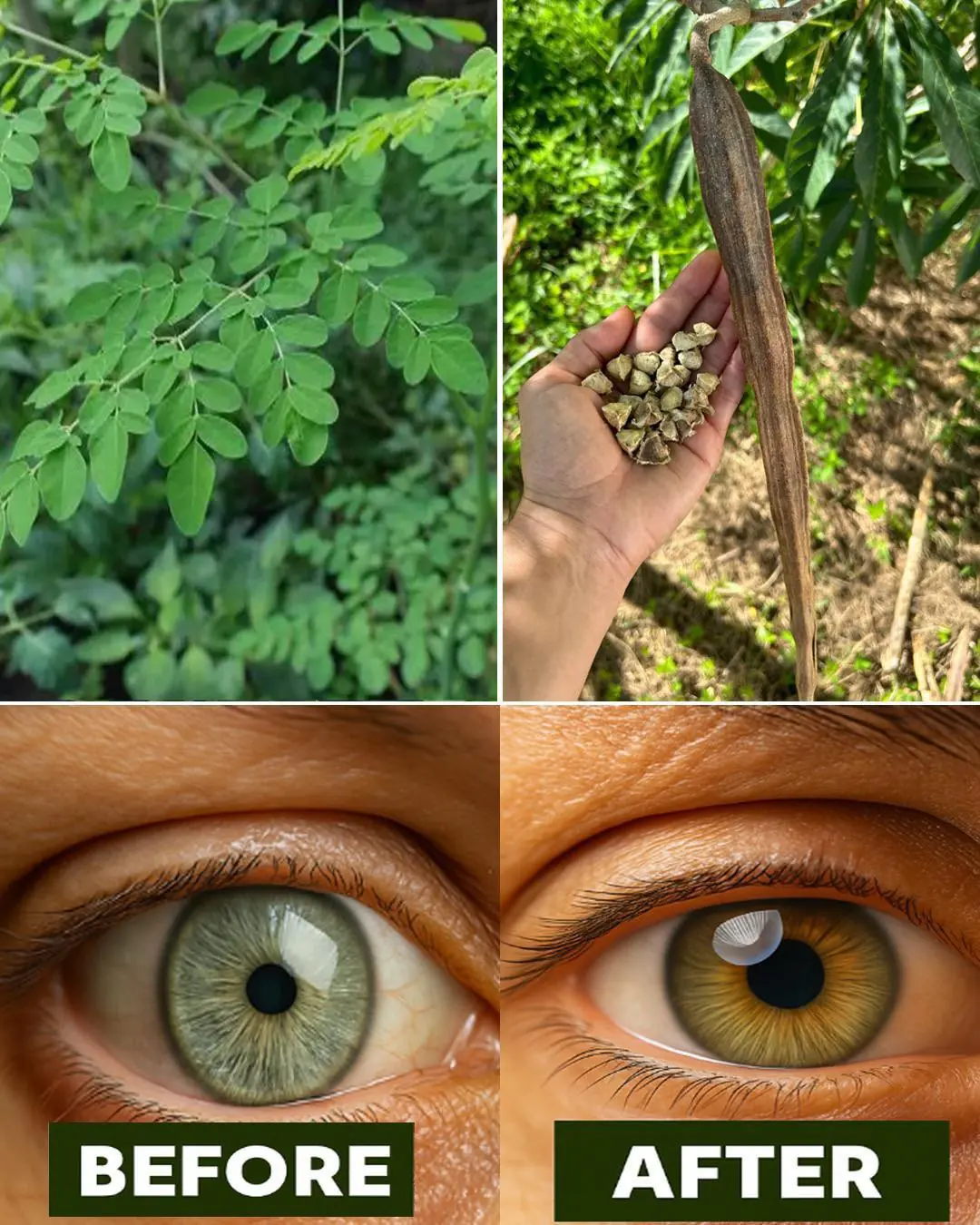 12 Powerful Benefits of Moringa Seeds