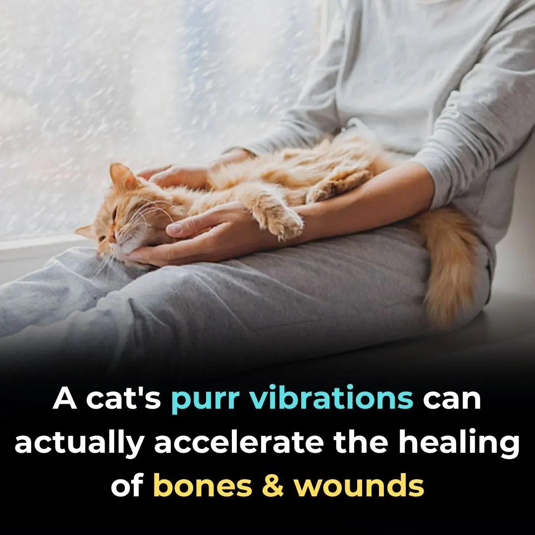 View of The Healing Power of a Cat’s Purr: Nature’s Gentle Therapy Hidden in ...