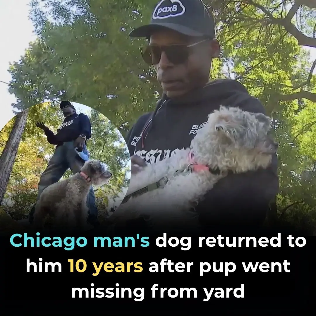 Chicago Man's Dog Returned to Him 10 Years After Pup Went Missing from Yard