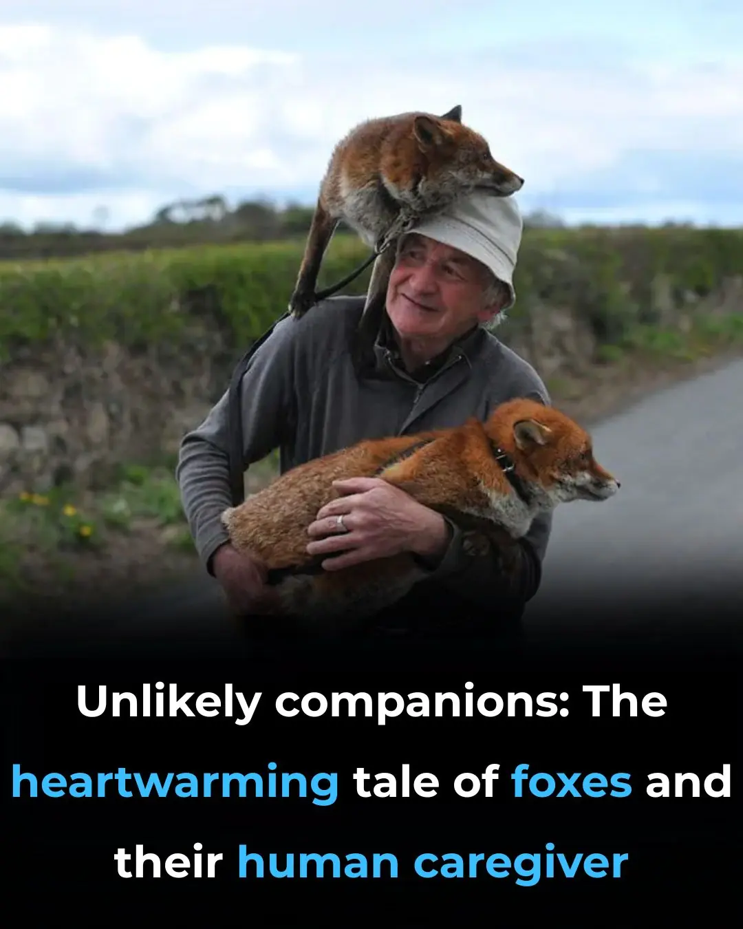 Unlikely Companions: The Heartwarming Tale of Foxes and Their Human ...