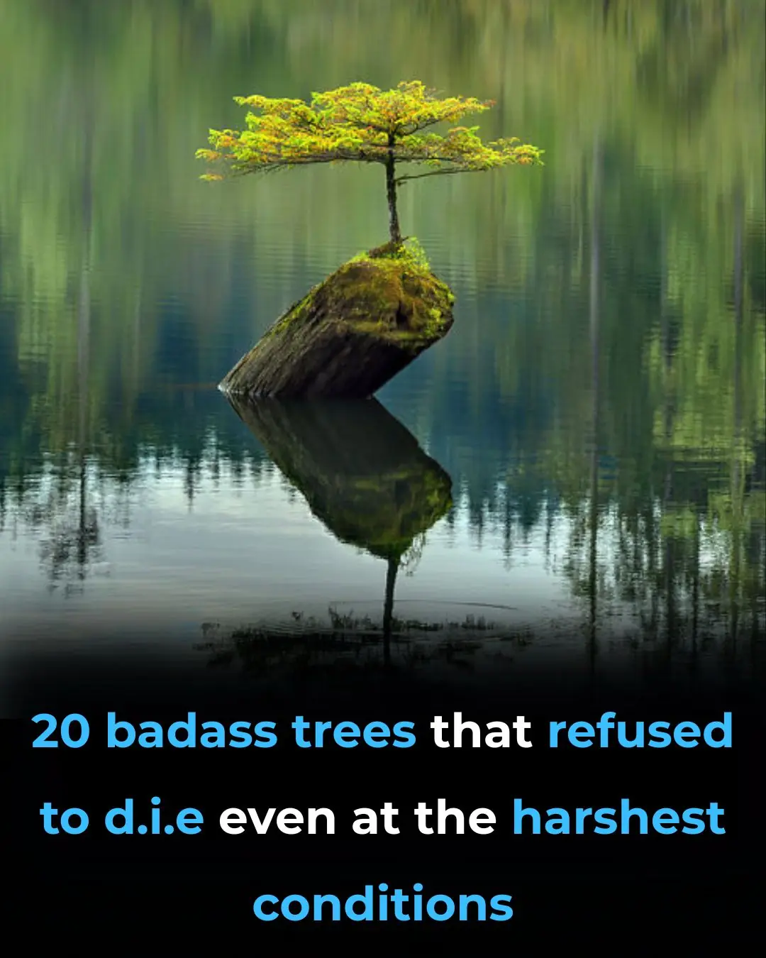 Tree With Rude Name 20 Badass Trees That Refused To Die Even At The Harshest Conditions