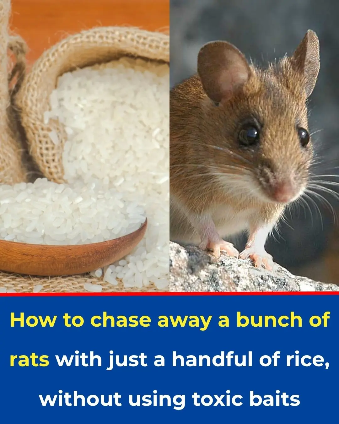 How to chase away a bunch of rats with just a handful of rice, without ...