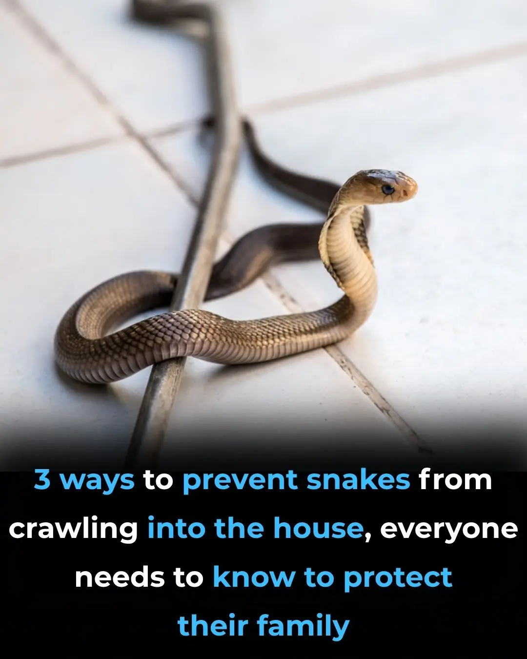 3 ways to prevent snakes from crawling into the house, everyone needs to know to protect their family