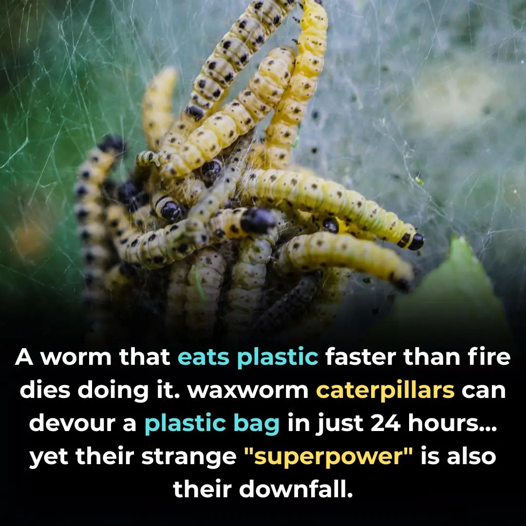 2,000 Worms vs. 1 Plastic Bag a Day: A Surprising Discovery in Canada