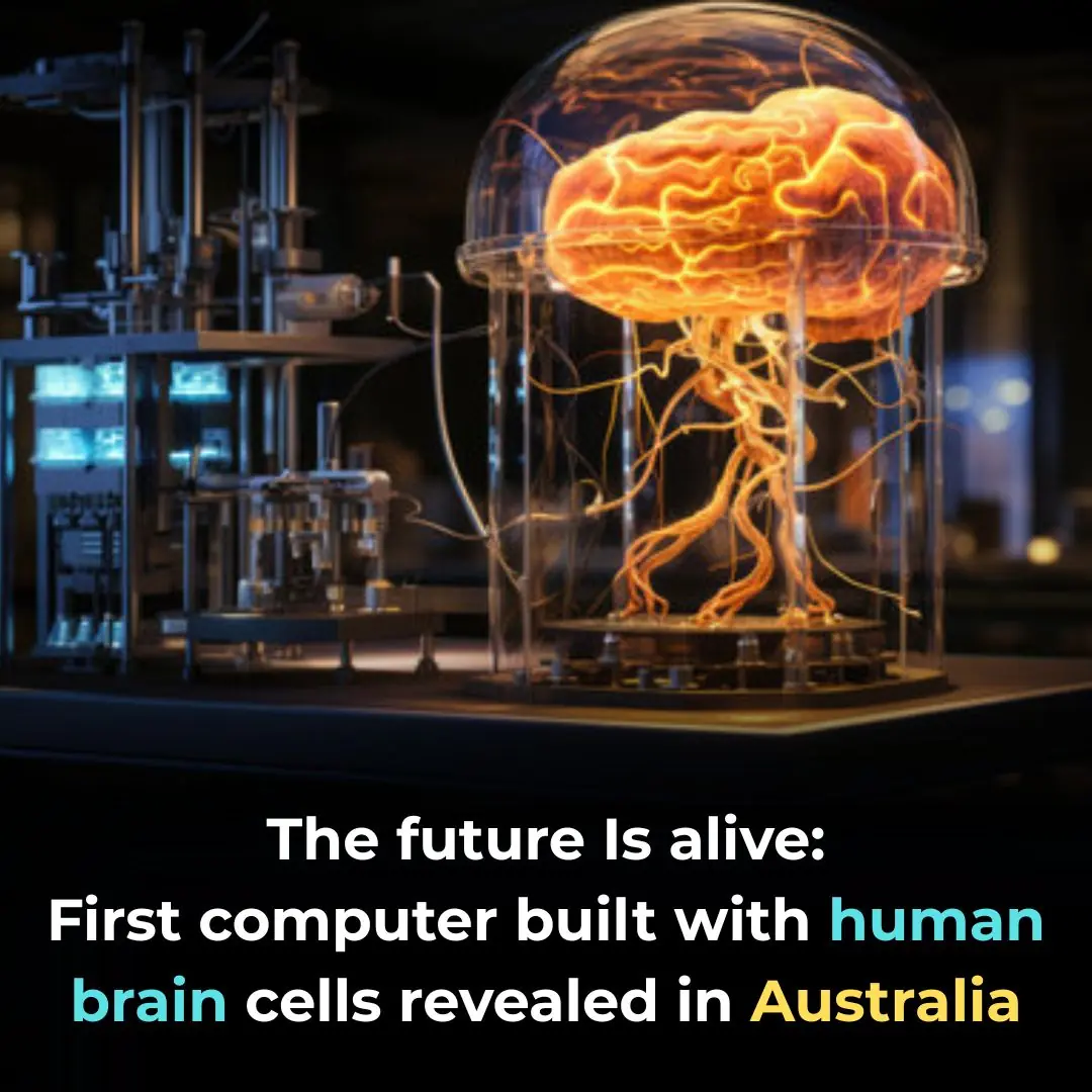 The World’s First Living Biocomputer: Where Brain Cells Meet Technology