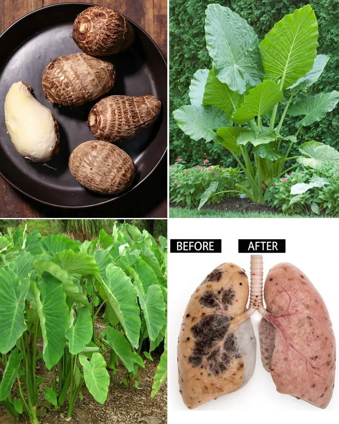 Benefits and Uses of Taro (Colocasia esculenta)