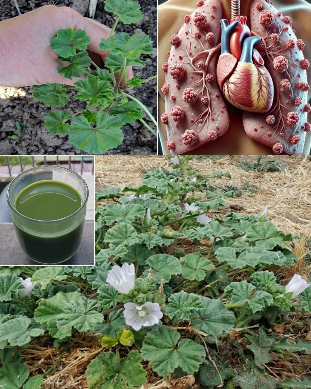 Exploring the Health Benefits of Common Mallow: A Nutritional Powerhouse