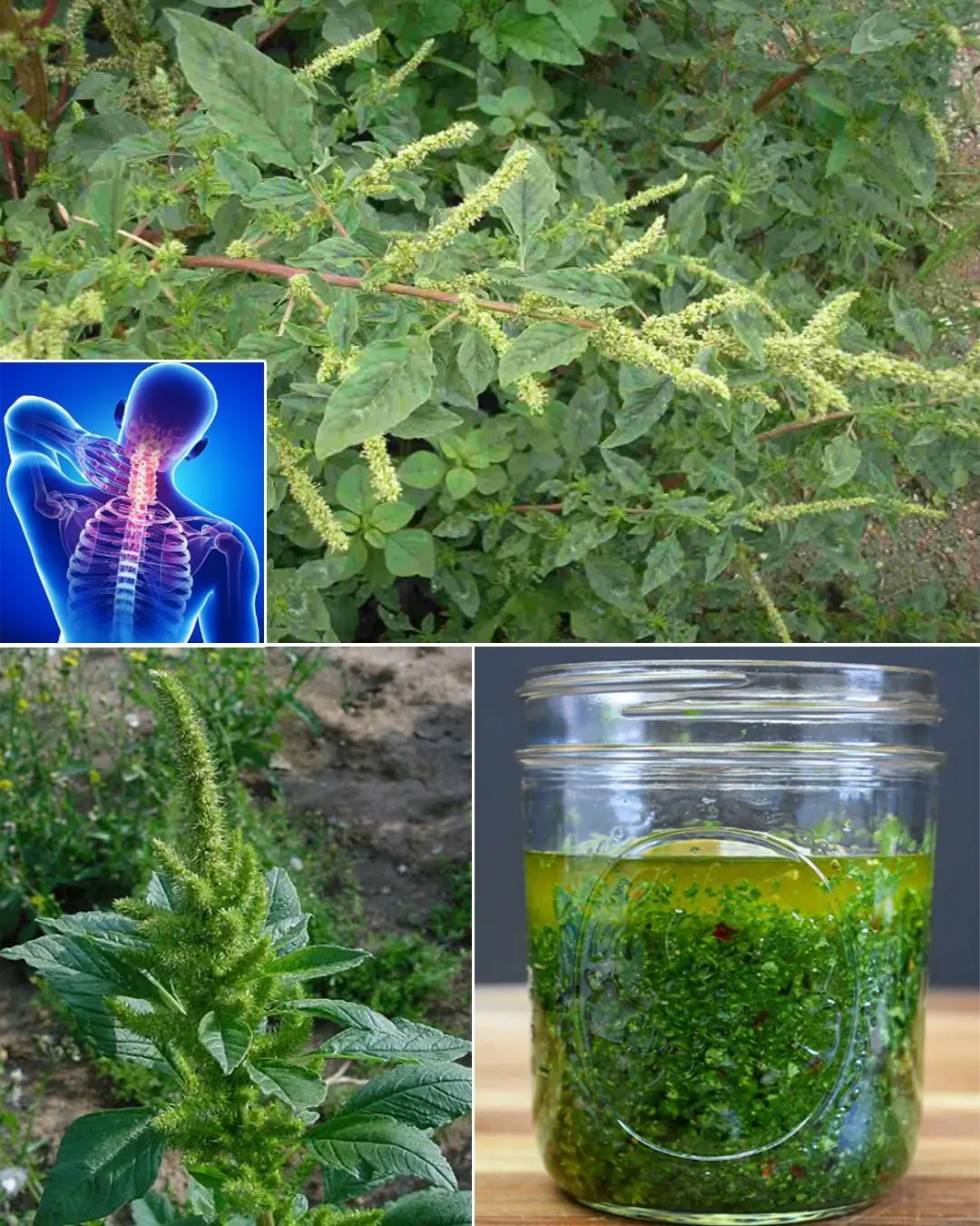 10 benefits of pigweed