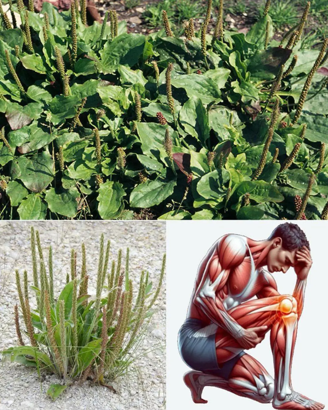 The Secret Power of Plantago Major that no one knows